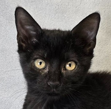 LUKREZIA, Katze, Hauskatze in Ungarn