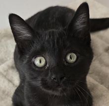 LUCIFERLUCIFER, Katze, Hauskatze in Ungarn