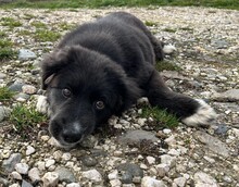 FLUSE, Hund, Mischlingshund in Rumänien