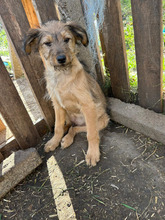 CAIJUS, Hund, Mischlingshund in Rumänien