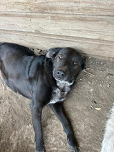 CORNELIA, Hund, Labrador Retriever in Rumänien