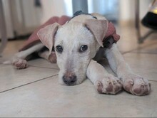 JUNA, Hund, Mischlingshund in Neuhofen