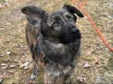 JUSTINA, Hund, Mischlingshund in Greußen