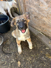 IRATA, Hund, Mischlingshund in Rumänien