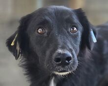 MAURILIO, Hund, Mischlingshund in Rumänien