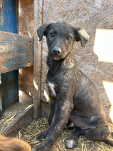 ARJAN, Hund, Mischlingshund in Rumänien