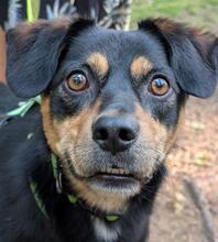 JURO, Hund, Mischlingshund in Lauf