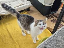 FUFY, Katze, Maine Coon Mix in Waldsolms