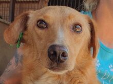 RONJA, Hund, Mischlingshund in Rumänien