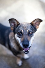 GINI, Hund, Mischlingshund in Tornesch