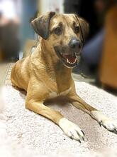 KNOPA, Hund, Mischlingshund in Russische Föderation