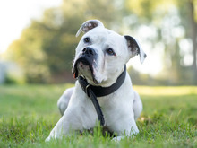 POTTER, Hund, American Pit Bull Terrier-Bulldog-Mix in Hamburg