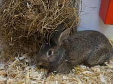 WILLY, Hasenartige, Hauskaninchen in Hamburg
