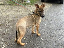 BENNY, Hund, Deutscher Schäferhund-Mix in Zorneding