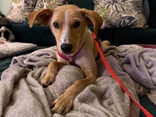 KIANI, Hund, Mischlingshund in Berlin