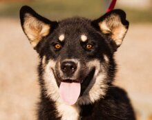 KHAN, Hund, Siberian Husky-Mix in Kroatien