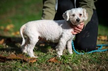 ELNÖKUR, Hund, Malteser in Uetersen