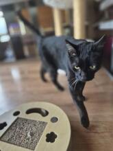 JERRY, Katze, Europäisch Kurzhaar in Lorch