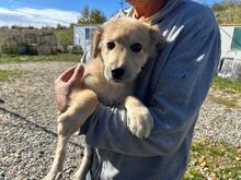 KNOPF, Hund, Mischlingshund in Rumänien