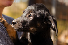 LUIS, Hund, Mischlingshund in Kroatien