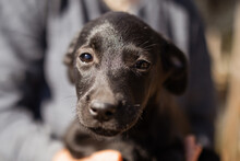 TABI, Hund, Mischlingshund in Kroatien
