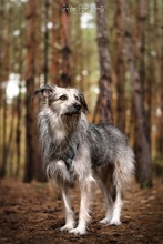 MIA, Hund, Mischlingshund in Berlin