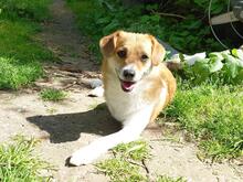 NOKI, Hund, Mischlingshund in Teltow