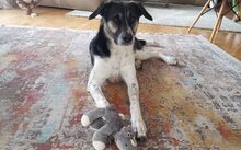 DIANA, Hund, Mischlingshund in Östringen