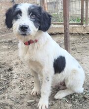 CORNO, Hund, Mischlingshund in Rumänien