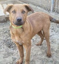 CORVIN, Hund, Mischlingshund in Rumänien