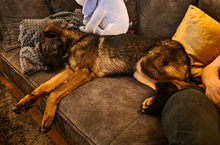 PIA, Hund, Deutscher Schäferhund in Dresden