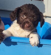 RADU, Hund, Mischlingshund in Rumänien