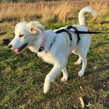 ERINA, Hund, Mischlingshund in Mayen