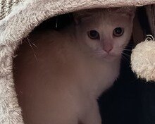 CARLITO, Katze, Europäisch Kurzhaar in Spanien