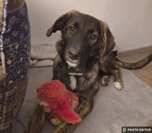 SMARTY, Hund, Mischlingshund in Hannover