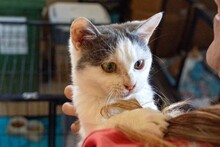 BELLA, Katze, Europäisch Kurzhaar in Italien