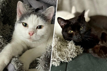 BELLA, Katze, Europäisch Kurzhaar in München