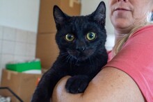 PABLO, Katze, Europäisch Kurzhaar in Italien