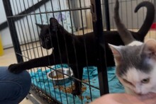 PABLO, Katze, Europäisch Kurzhaar in München