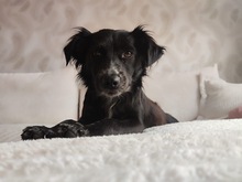 ANNA, Hund, Mischlingshund in Warmsen
