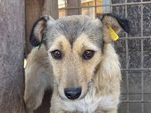 PEPPI, Hund, Mischlingshund in Köln