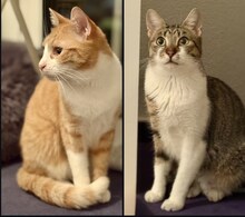 ALICE, Katze, Hauskatze in Hannover