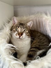 MOMOKA, Katze, Hauskatze in Hannover