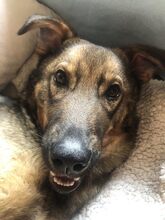 TEDDY, Hund, Mischlingshund in Berlin