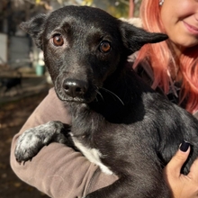 LIKA, Hund, Mischlingshund in Rumänien