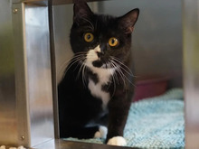 PLEXI, Katze, Europäisch Kurzhaar in Hamburg