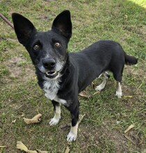 CLEVELAND, Hund, Border Collie-Mix in Ungarn