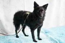 MARENA, Hund, Mischlingshund in Lauf