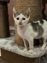 BOO, Katze, Europäisch Kurzhaar in Barsinghausen