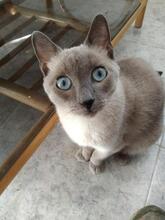 CLARA, Katze, Siam-Mix in München
